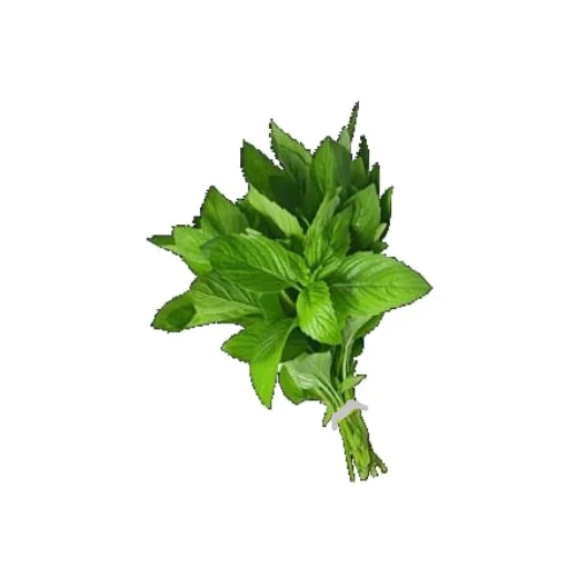 Fresh Mint Leaves